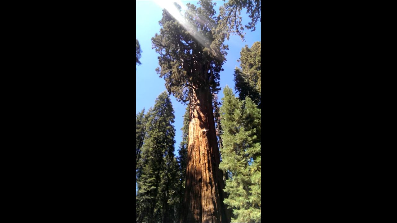 Sequoia National Park - YouTube