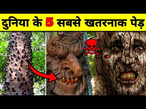 वीडियो: क्या कोई ऑस्ट्रेलियाई पर्णपाती पेड़ हैं?