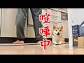 トイプードルのリッキーを心配する柴犬こむぎ