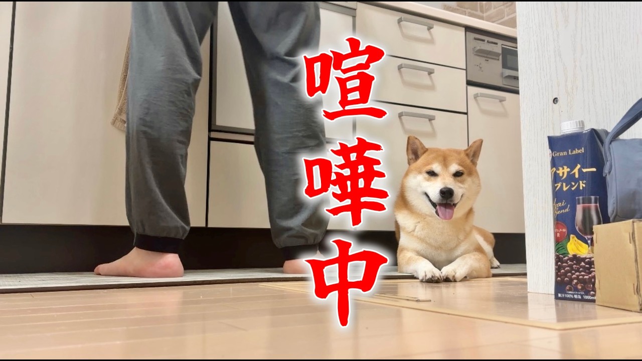 トイプードルのリッキーを心配する柴犬こむぎ