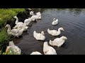 Как Новоиспечённая гусиная семья проводит время на речке