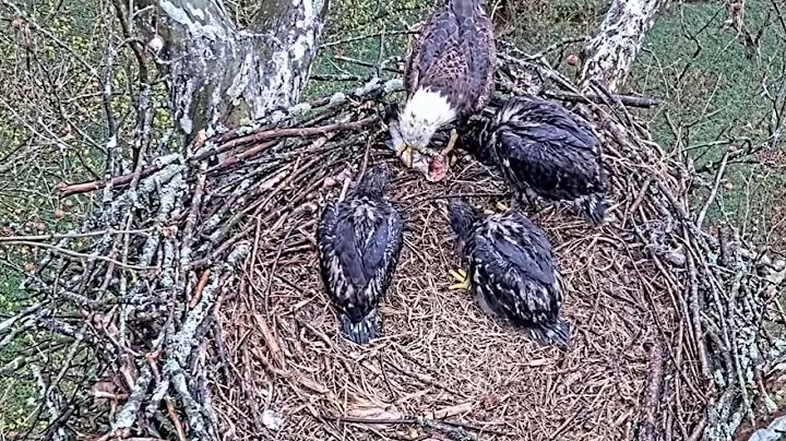 e#345 | Review mother birds brings food to feed her babies | bird nest with nature life #baldeagle