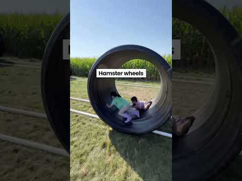 Video: Seattle maislabyrinter og gresskarlapper