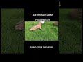 Korean Carpet Lawn Grass Supplier Dealer #indianlawn #lawnindia