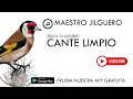 Jilguero - Cante Limpio