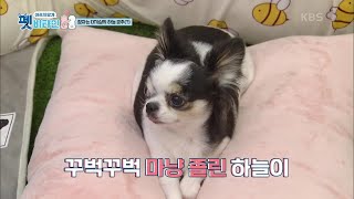 잠자는 대기실의 하늘 공주 [펫 비타민] | KBS 201217 방송