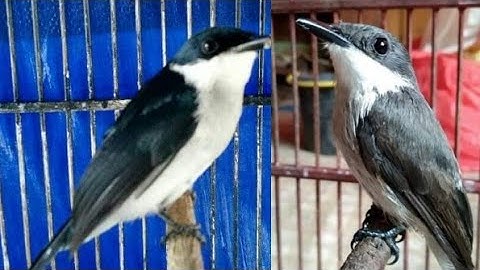 tips cepat membedakan burung Jingjing batu jantan dan betina