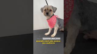 Tutorial De Tosa Geral Em Yorkshire short  pet