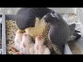 Melbourne CBD Peregrine Falcons Live Stream 2020/2021