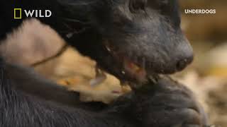 Underdogs Meet Barry