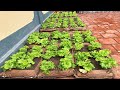 Growing lettuce by cement bag