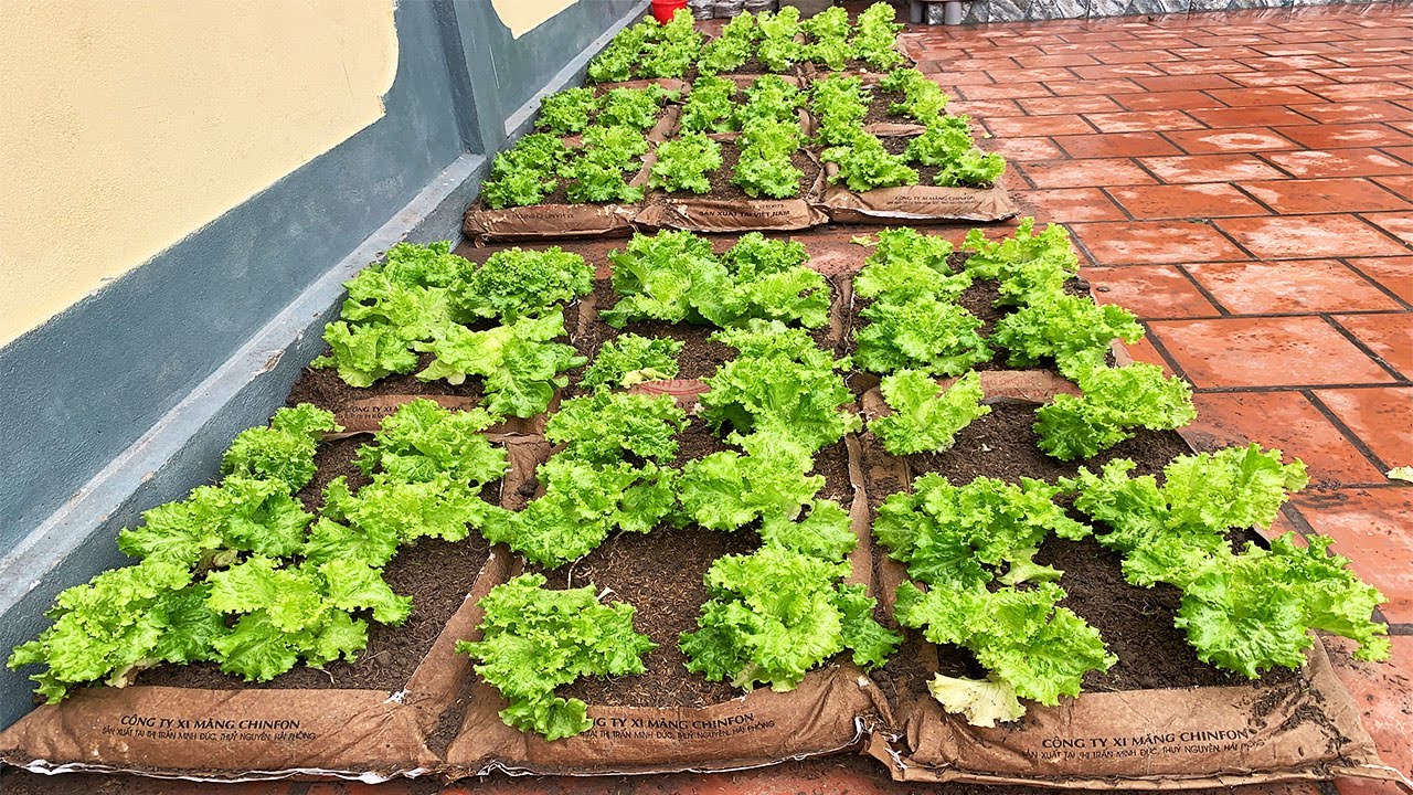 Growing lettuce by cement bag YouTube