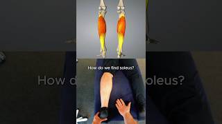 How to find Soleus palpation massage anatomy
