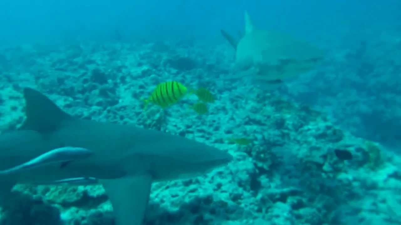 Lemon Sharks Bora Bora YouTube