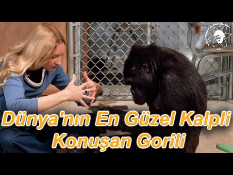 Dünya'nın En Güzel Kalpli Konuşan Gorili