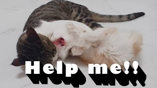 The Scream of a Baby Cat That Act up│a Big Cat Attacks a Kitten