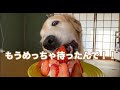 飼い犬のケーキ一緒に作ってたら、めっちゃ盗み食いされたw w w w