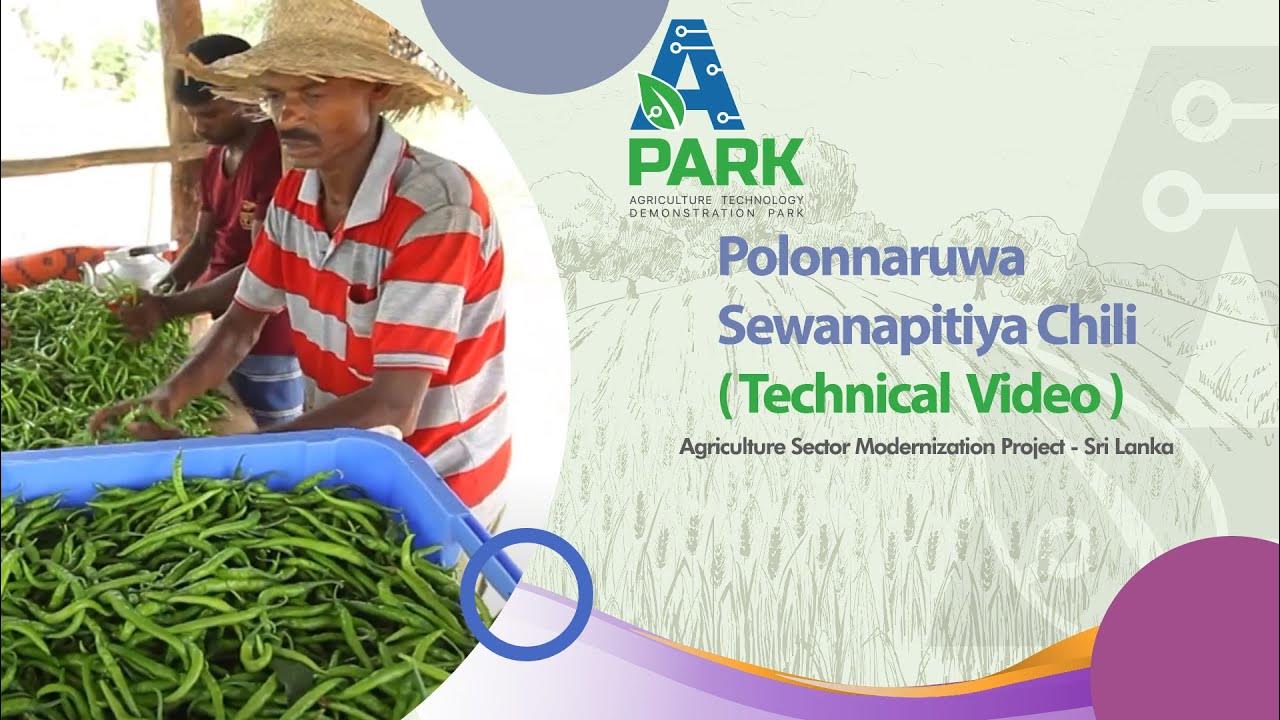 Polonnaruwa Sewanapitiya Chili Technical Video YouTube