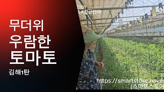11편)무더위에 우람한 토마토  보디빌더토마토 (김해1탄)  그린톡톡 구매문의 010 9909 3188  #그린톡톡플러스 #천균만마#귀농귀촌#무농약#미생물농업#여름토마토