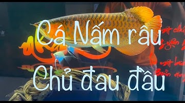 TRÃI NGHIỆM TRỊ NẤM RÂU CÁ RỒNG