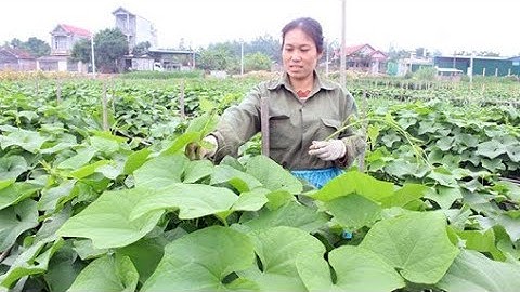 Trồng rau Su Su theo tiêu chuẩn VietGap