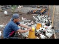FREE-RANGE CHICKEN CAGES, BRAN REDUCES FEED COSTS, CAGE SPRAYING