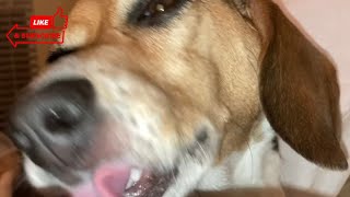 ASMR | Dog Licking | Calming