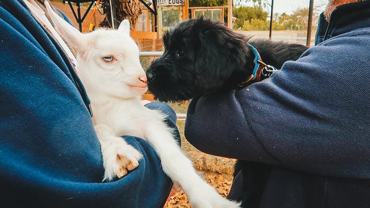 MEET our new PUPPY! (guard dog for our goat farm) YouTube