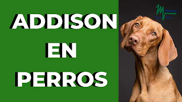 ¿Qué es la enfermedad de Addison en los perros?