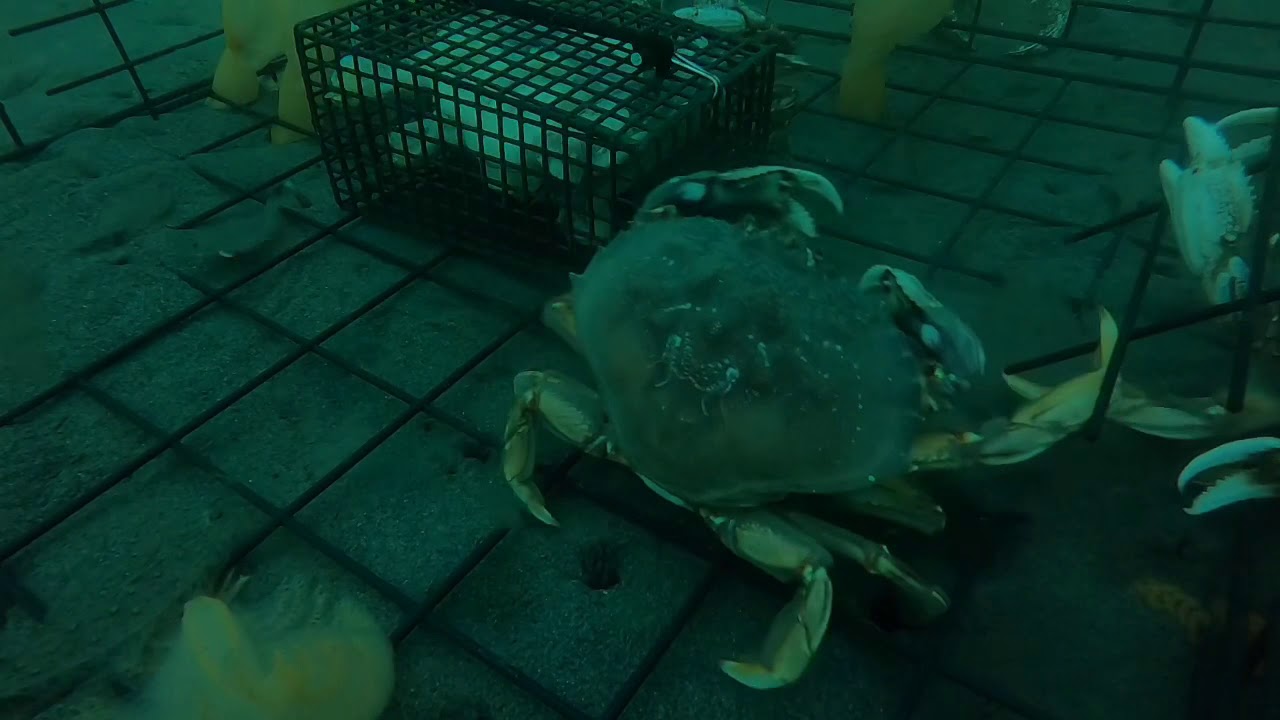 Crabbing at Discovery Bay WA