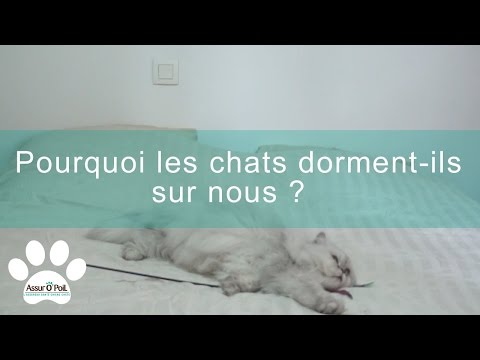 Pourquoi Les Chats Dorment Sur Nous Assur Opoil Youtube