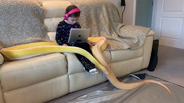 16ft Retic and Chill.