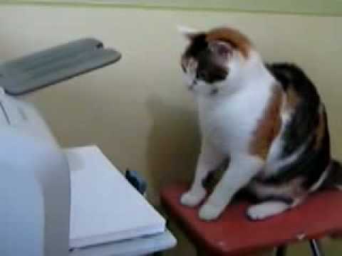 Pussy cat goes berserk on Printer video editing software free