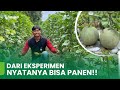 PENGALAMAN ADALAH GURU BERHARGA!!TIPS BUDIDAYA MELON DI CUACA EKSTRIM!!