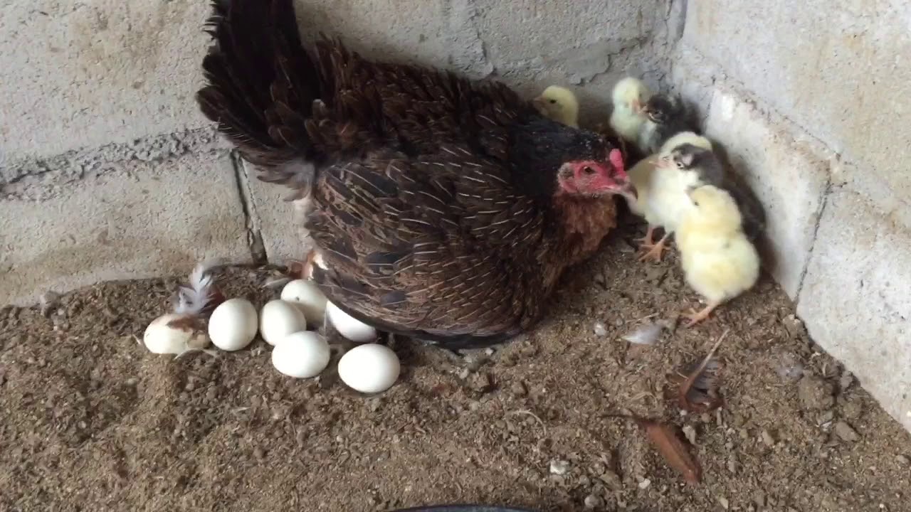 เยี่ยมชมหมูจิ๋วและลูกไก่น้อยที่แม่ไก่ฟักแบบธรรมชาติออกมาแล้วครับ