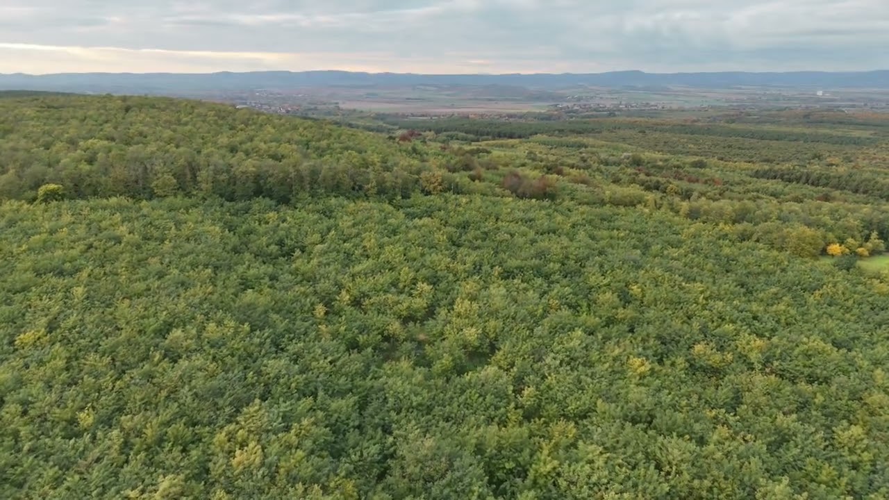 Can you feel it? | Drone Flight Over Autumn Forest @ dronespace-pro4