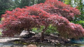 Summer Solstice Pruning of Japanese Maples
