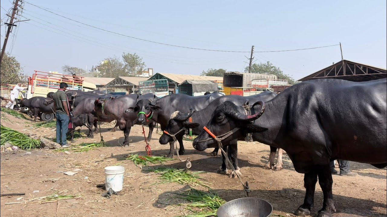 आजचा परभणी म्हैस बाजार 🥰 दि:12 फेब्रुवारी  2026 Parbhani buffalo market