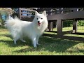 Japanese Spitz has Dog Park to herself. Hilton Odawara の動画、YouTube動画。