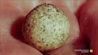 Adorable Little Platypus Being Born