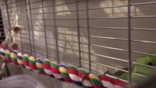 2/20/2016 - African Ringneck and Parakeet free time