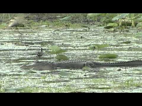 Vidéo: Quels sont les poissons de la baie de Matagorda ?