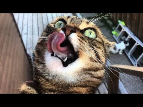 funny-cats-and-dogs-videos-compilation-2020