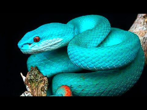 Vídeo mostra cobra rara de cor azul extremamente venenosa