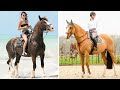 Horse SOO Cute! Cute And funny horse Videos Compilation cute moment #72