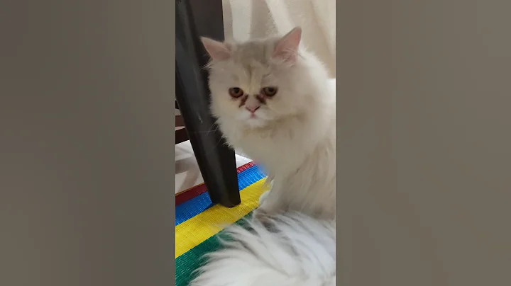 Video 11604881: beautiful persian cat, cute persian cat