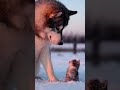 Wait for the owl at the end... 🦉👀 #shorts #viral #dog #cat