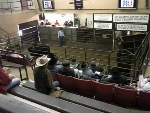 livestock auction in Clovis New mexico.