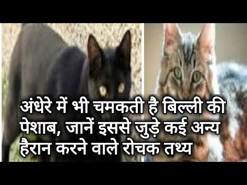 वीडियो: बिल्लियों में मूत्र में कण