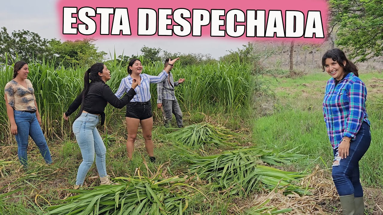 Hacen llorar a esta campesina despechada.